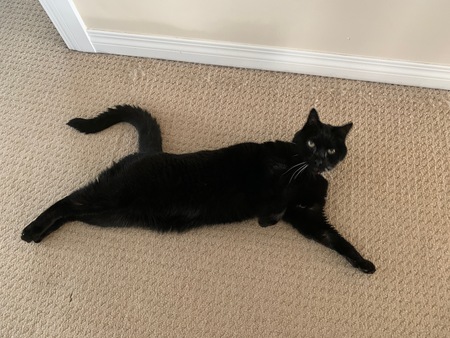 Angelo