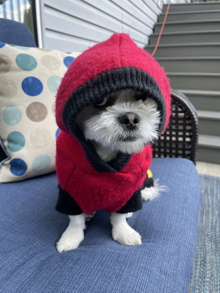 Teddy