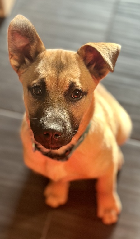Koda
