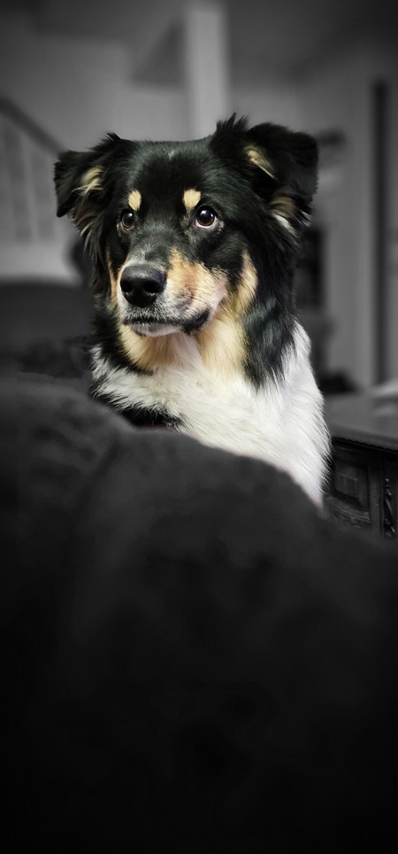 Jasper 