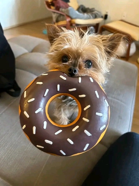 Bailey