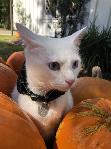 Toof Brush