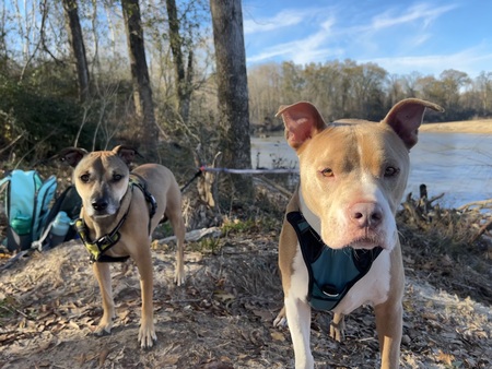 Chopper and Sarge