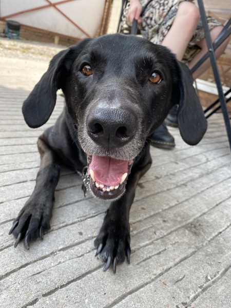 Augustus (Gus) (Goose)
