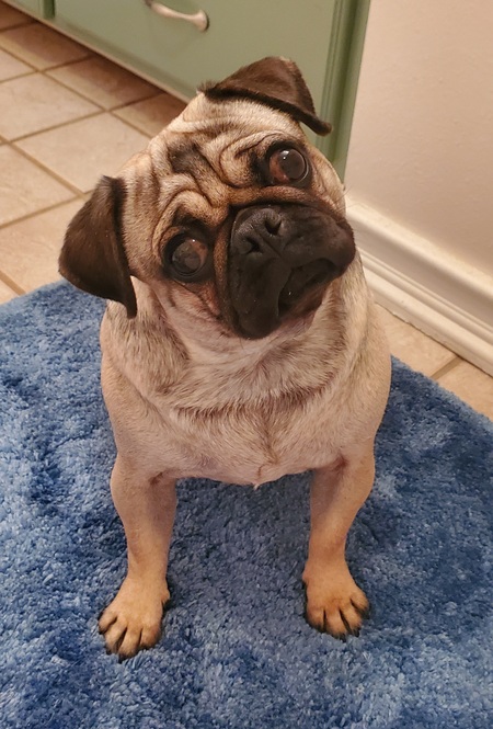 Pudge 