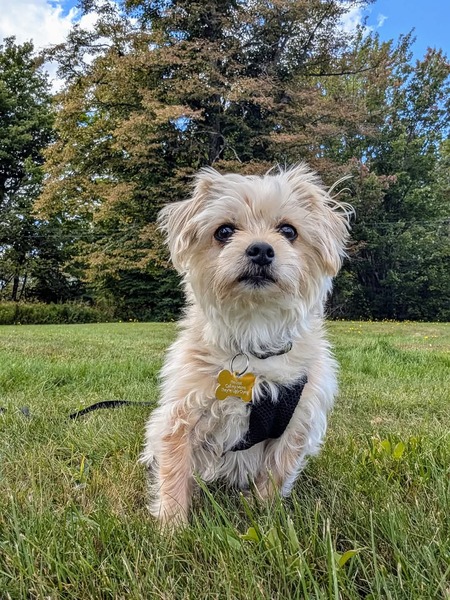Rupert 