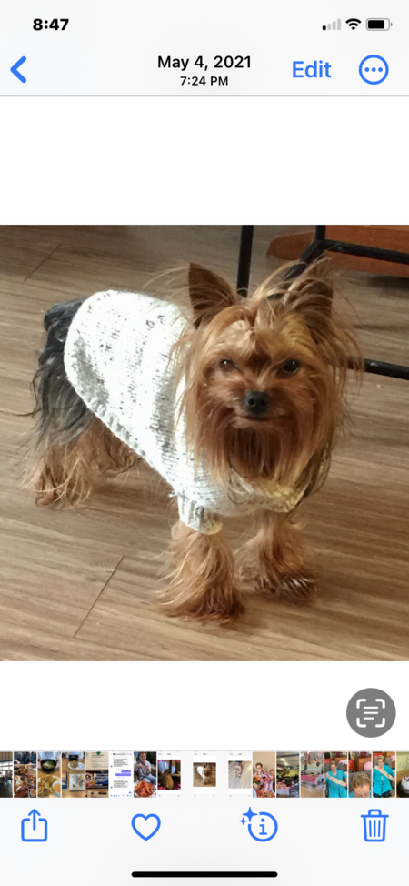 Teddy