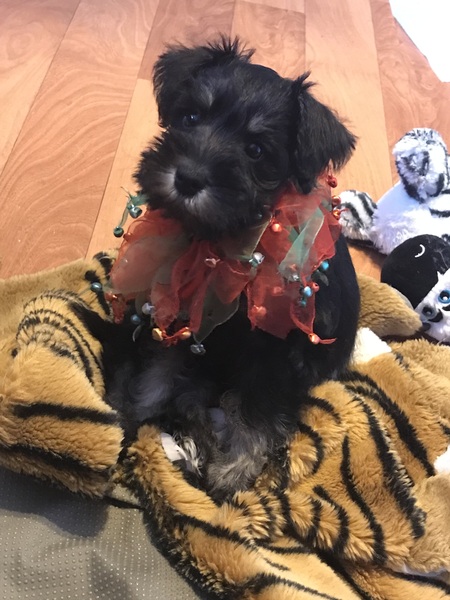 Zoë