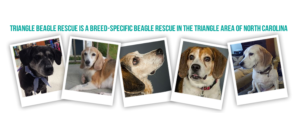 Senior beagle rescue new arrivals