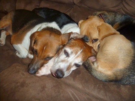 Henry, Lil' Buck, Sampson