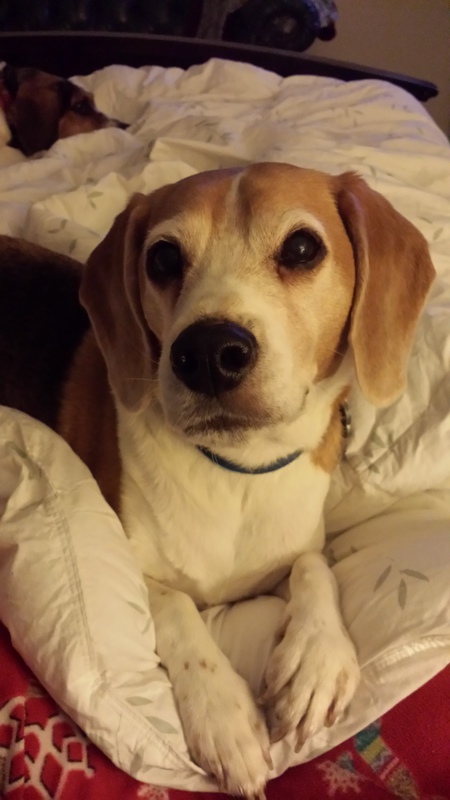 Buddy