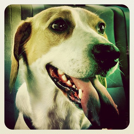 Shiloh
