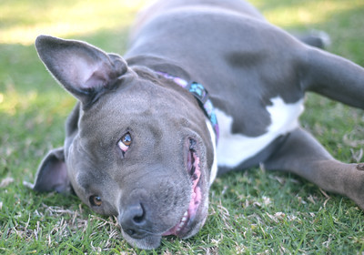 Lulu