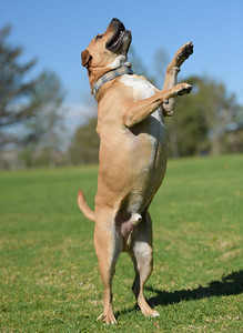 Samson