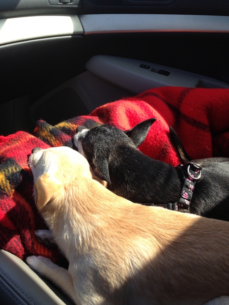ChiChi & Spike