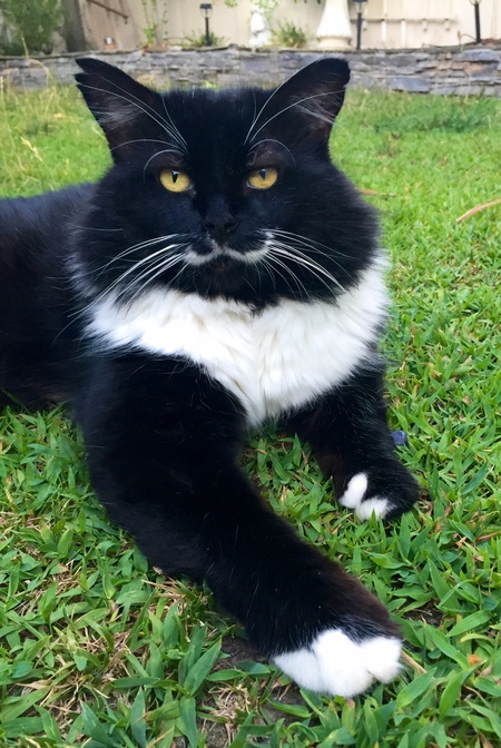 Stache
