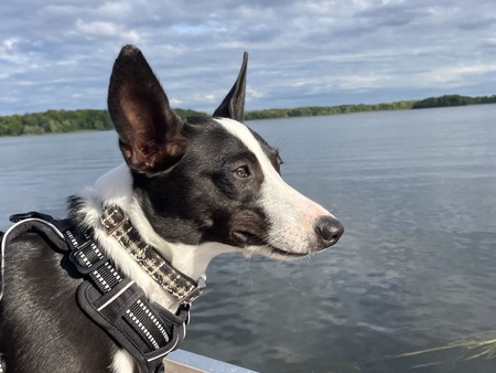 Sadie
