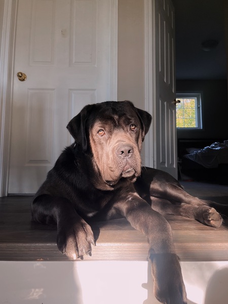 Bohdi 