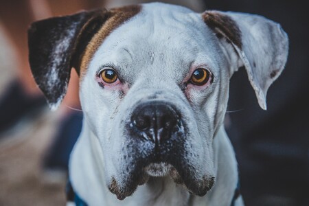 Roscoe