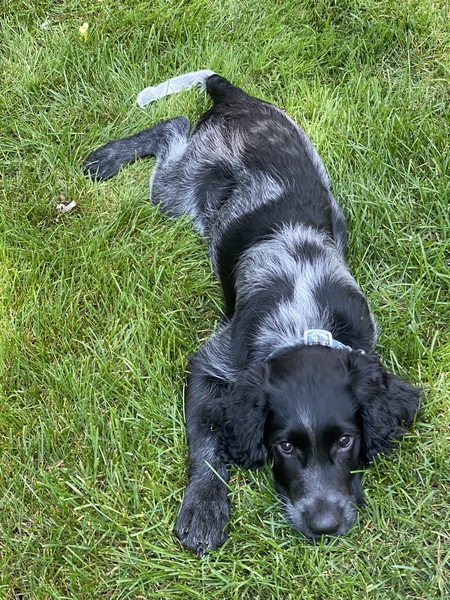 Alfie