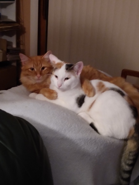 Minky and Marmalade
