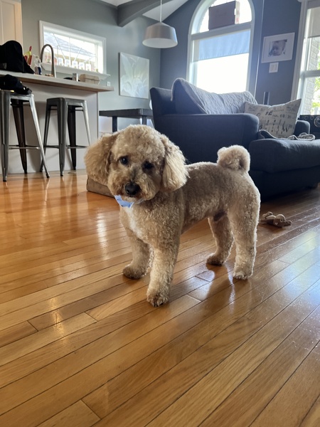 Rex