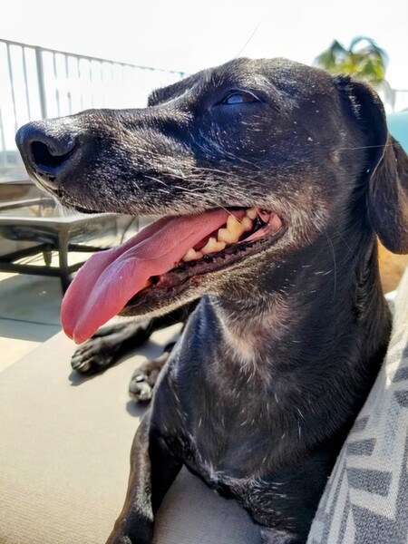 Jack Dog