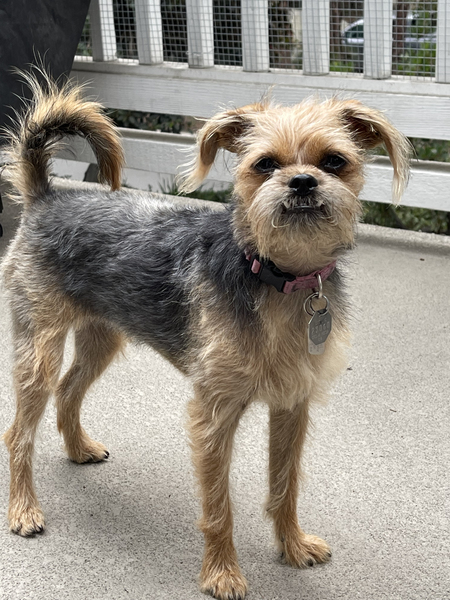 Lulu