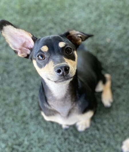 Dobie