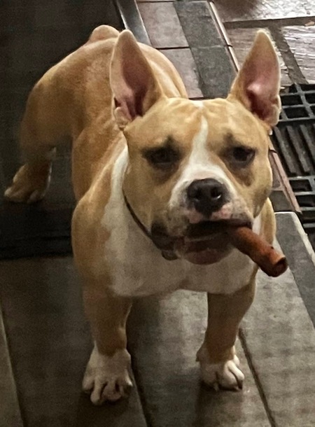 Mijo