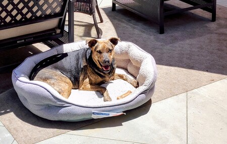 Mazie Moo