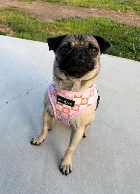 Penny