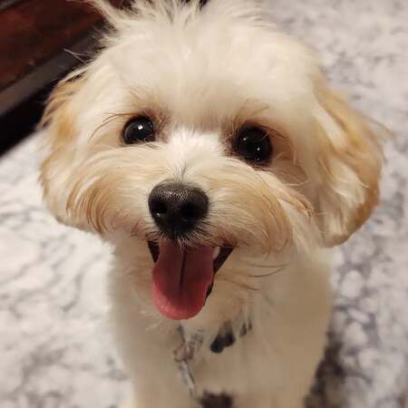 Sparky
