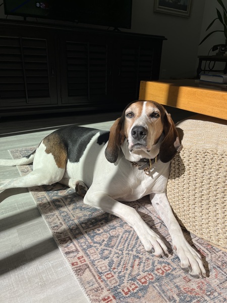 Beauregard
