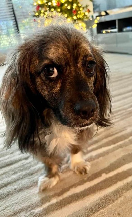 Winston (Nugget)