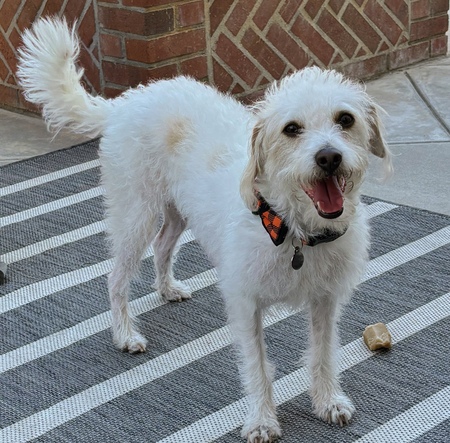 Finn