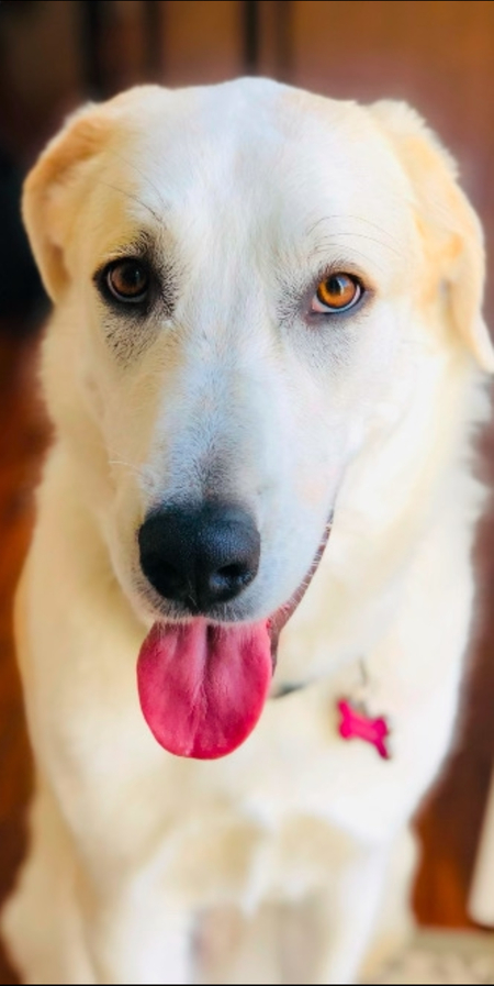 Luna Belle