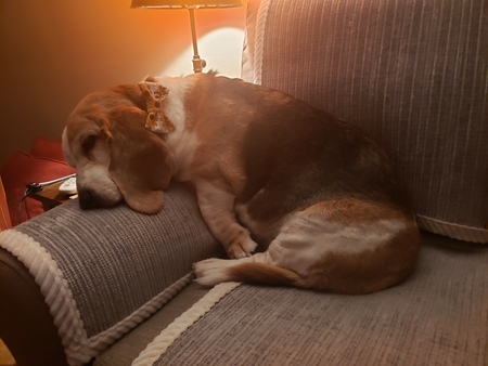 Daisy