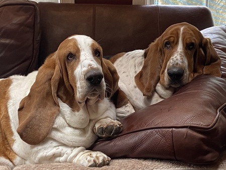Archie and Daphne