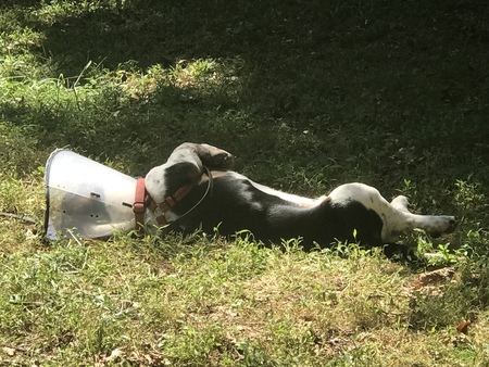 Milo