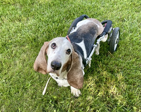 Henry