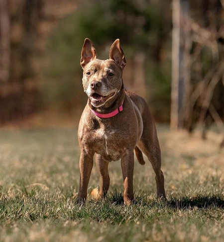 Nala 