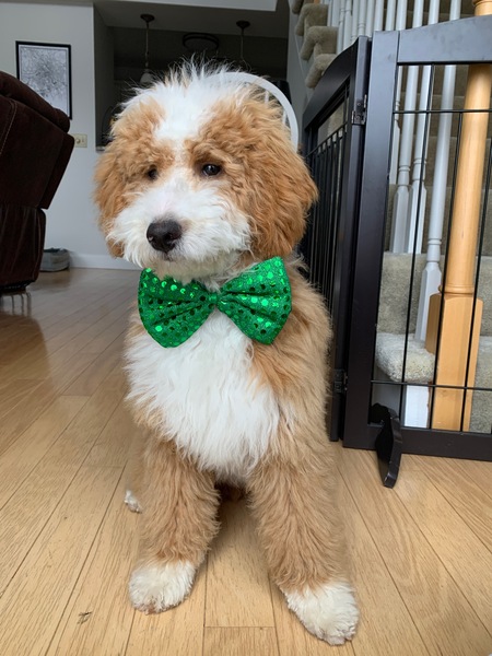 Leo