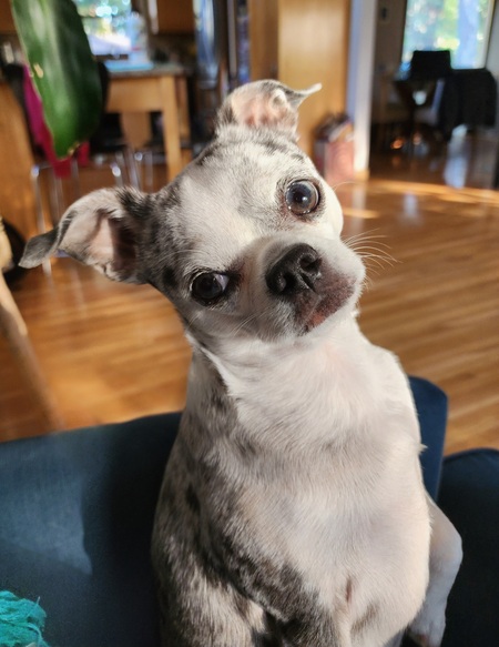 Chewy