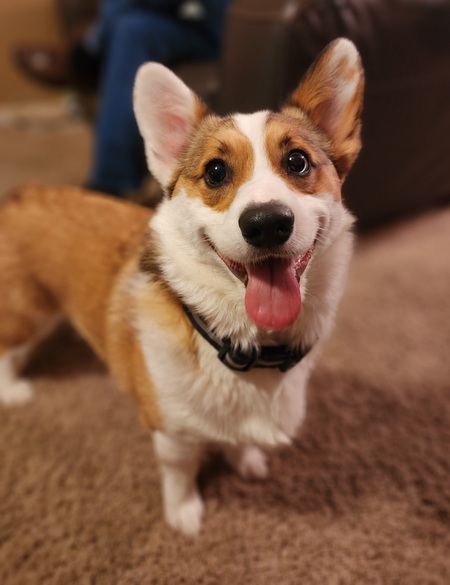 Zeppelin (aka Zeppy)