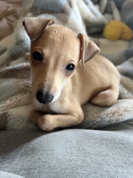 Moxie