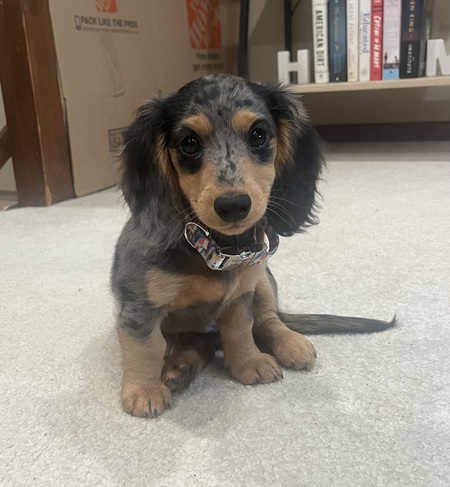 Hazel 