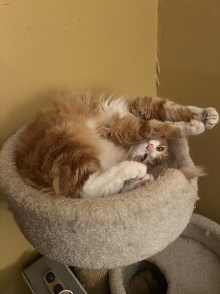 Macaroni 