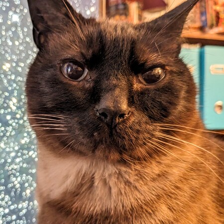 Rex Darkpaws