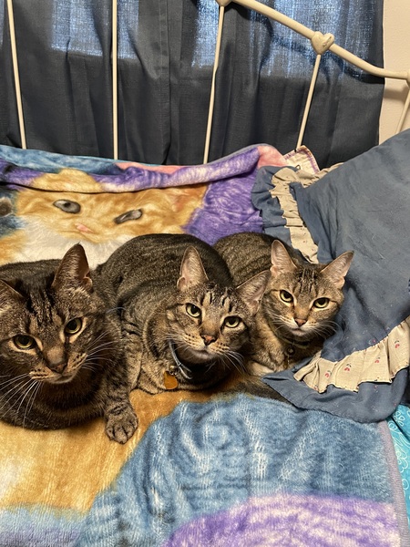 Annie, Chona, & Tigerlily 
